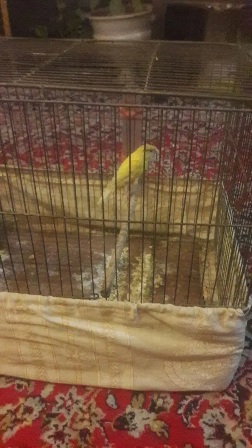 قناری ماده آماده|پرنده|کرمانشاه, |دیوار