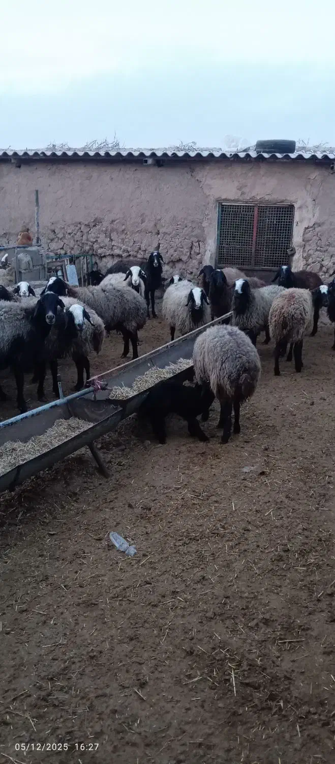 میش شال|حیوانات مزرعه|تربت جام, میان جام|دیوار