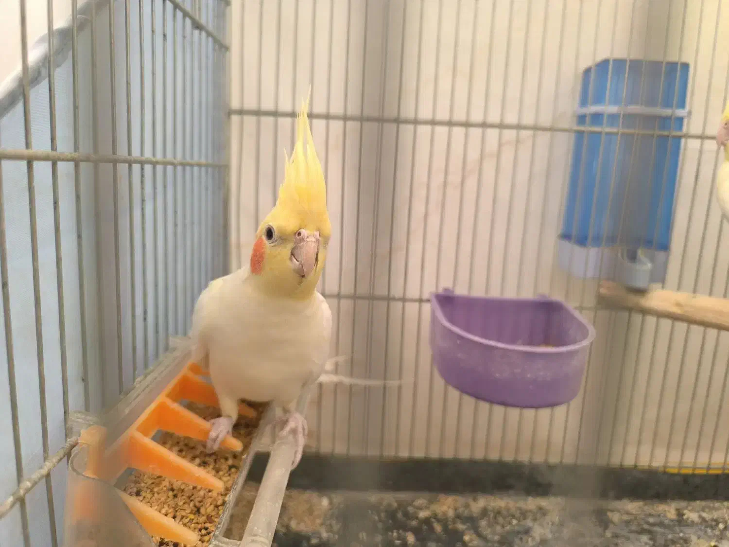 جفت عروس هلندی لوتینو|پرنده|صدرا-فارس, فاز ۱|دیوار