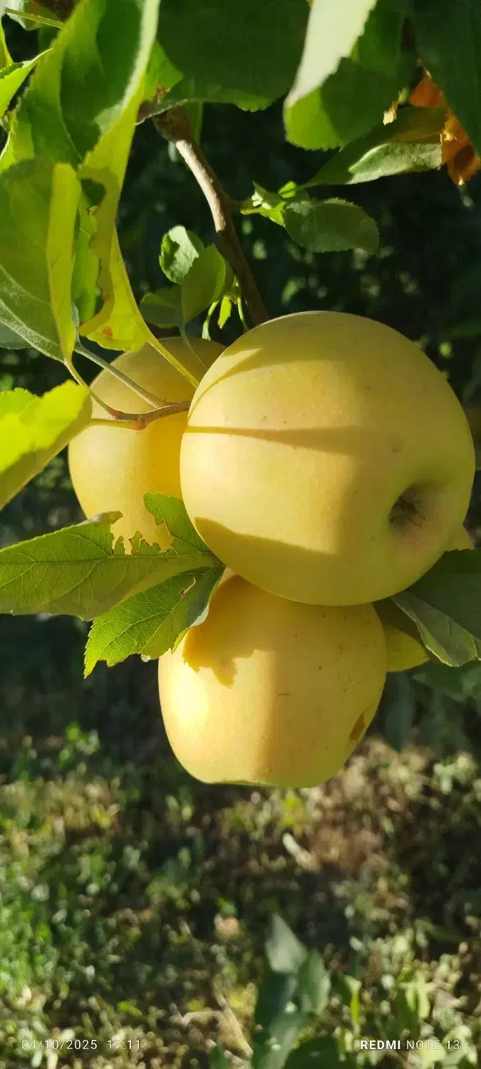 سیب دو ردیف|خوردنی و آشامیدنی|مهاباد (آذربایجان غربی), |دیوار