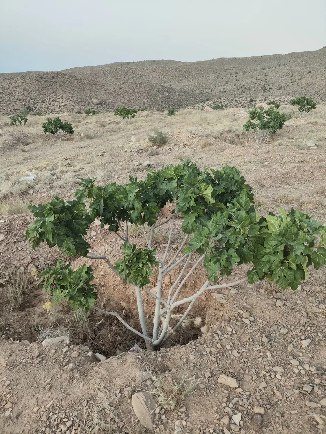 ملک انجیر منطقه خیر مبارک آباد|فروش دفتر صنعتی، کشاورزی، تجاری|رونیز, |دیوار