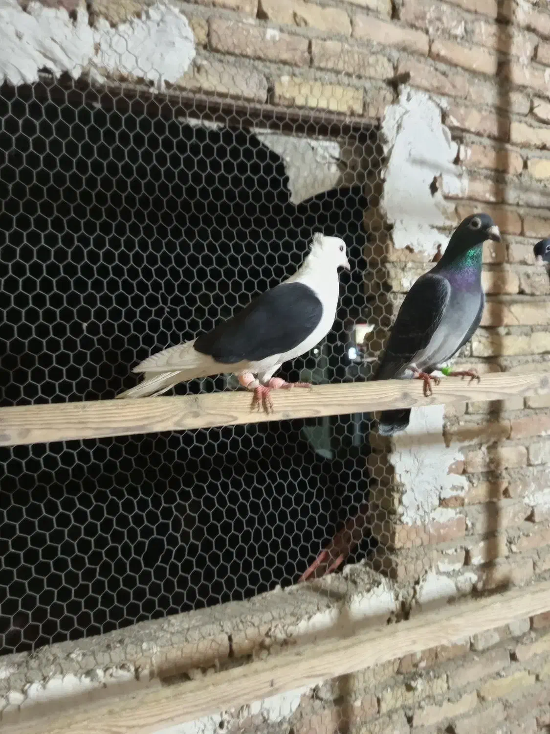 کفتر شهرستانی|پرنده|ری, شهید غیوری (ابن باویه)|دیوار