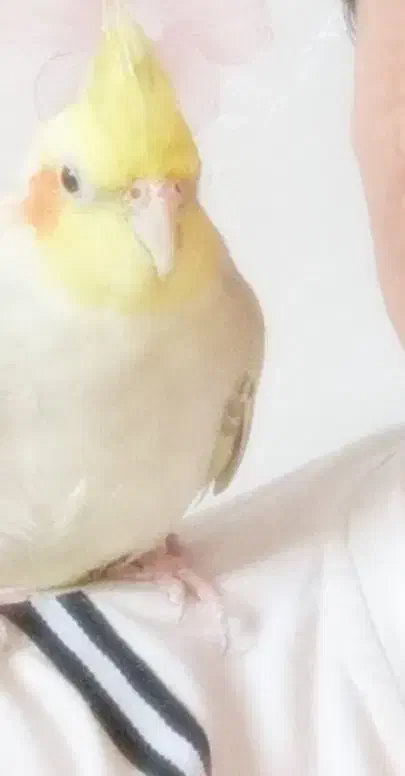 دو عدد عروس هلندی|پرنده|خوانسار, |دیوار