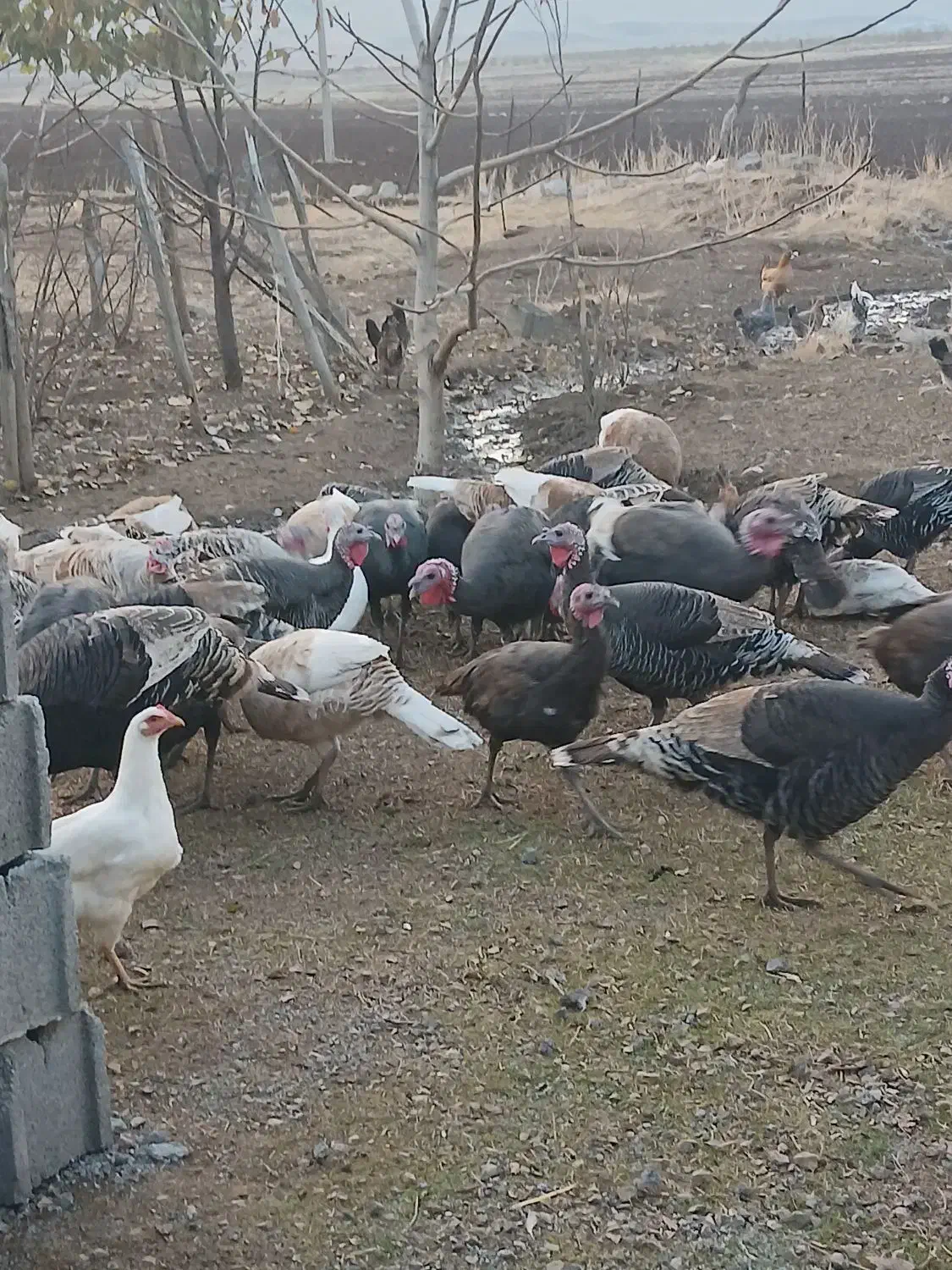 بوقلمون محلی|حیوانات مزرعه|روانسر, |دیوار