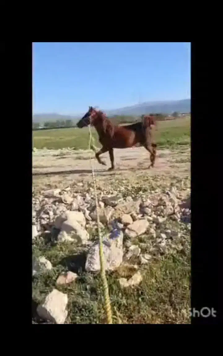 اسب کره نریان ۳ساله|اسب و تجهیزات اسبسواری|یاسوج, |دیوار