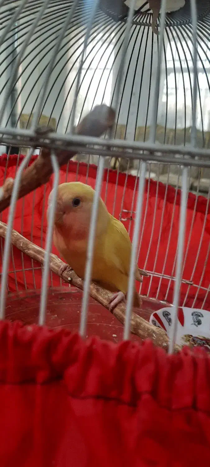 طوطی برزیلی|پرنده|پردیس, فاز ۳|دیوار