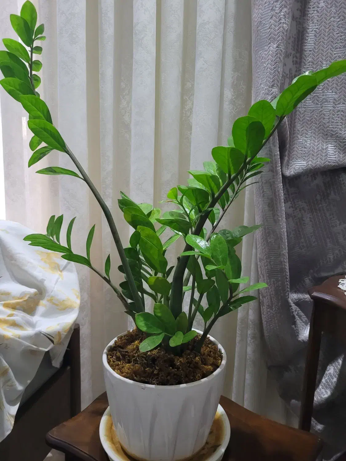 یک گلدان با گل زانفو لیا|گل و گیاه طبیعی|تهران, ستارخان|دیوار