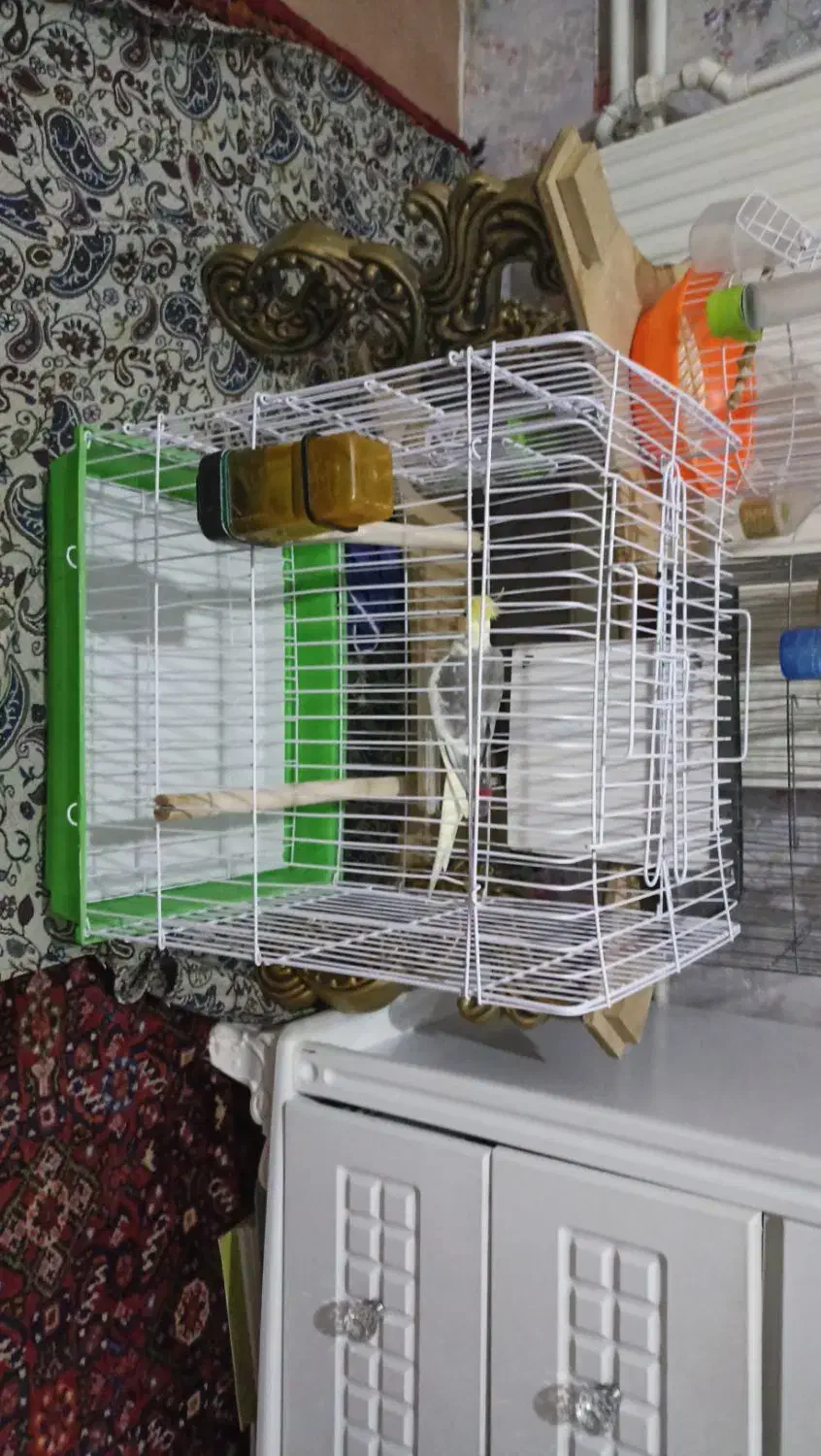 فروش عروس هلندی|پرنده|سهند, |دیوار