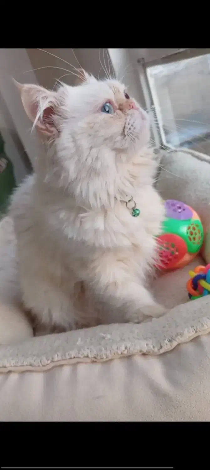 پرشین نر|گربه|مشهد, مقدم|دیوار