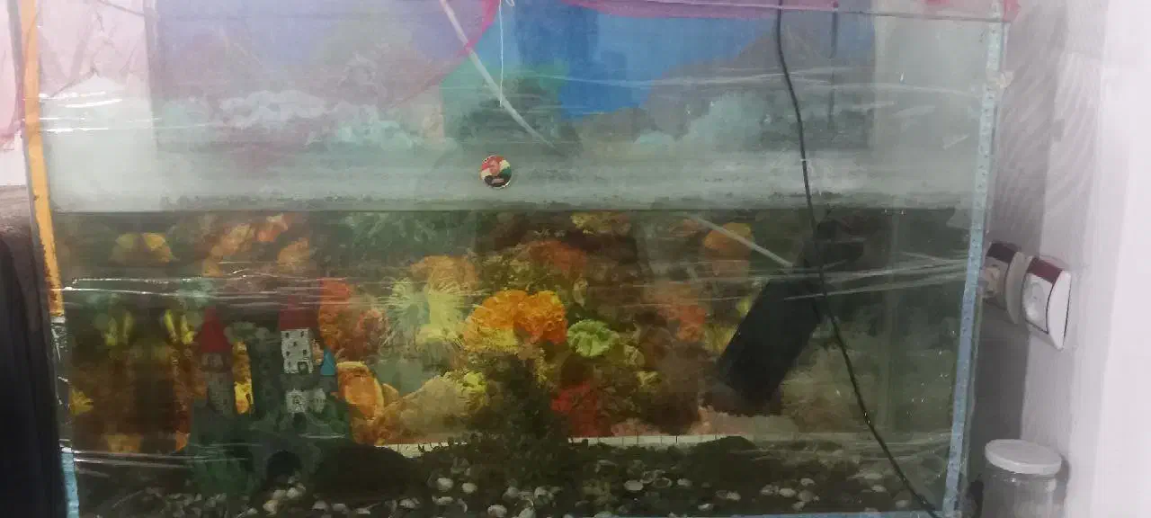 اکواریوم|لوازم جانبی حیوانات|سنندج, |دیوار