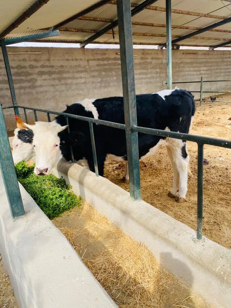 گاو آبستن|حیوانات مزرعه|دهدشت, |دیوار