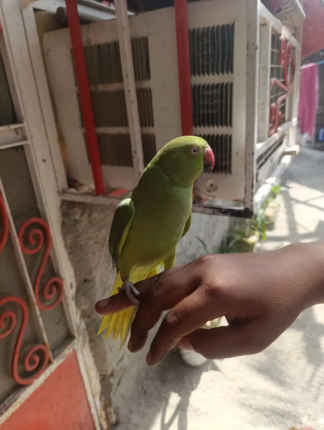 طوطی|پرنده|میناب, |دیوار