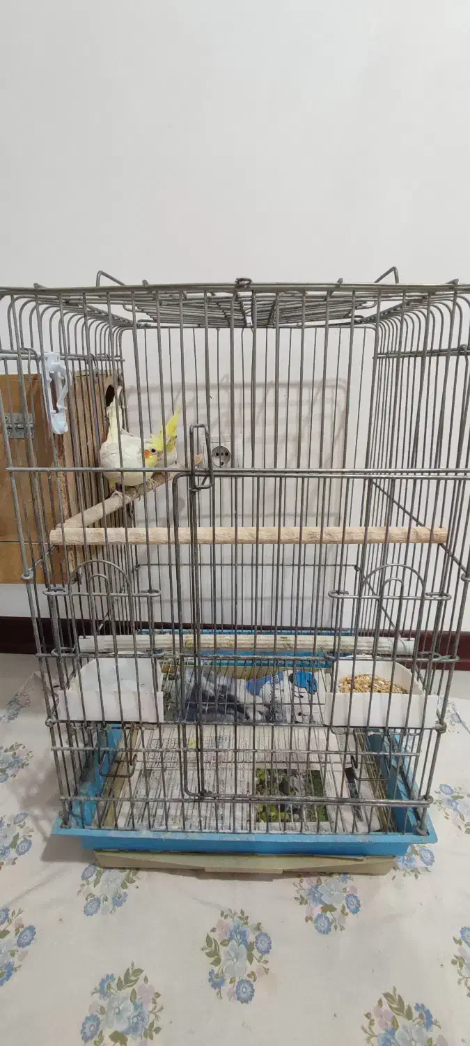 عروس هلندی با قفس|پرنده|اسلام‌شهر, شهرک سعیدیه|دیوار