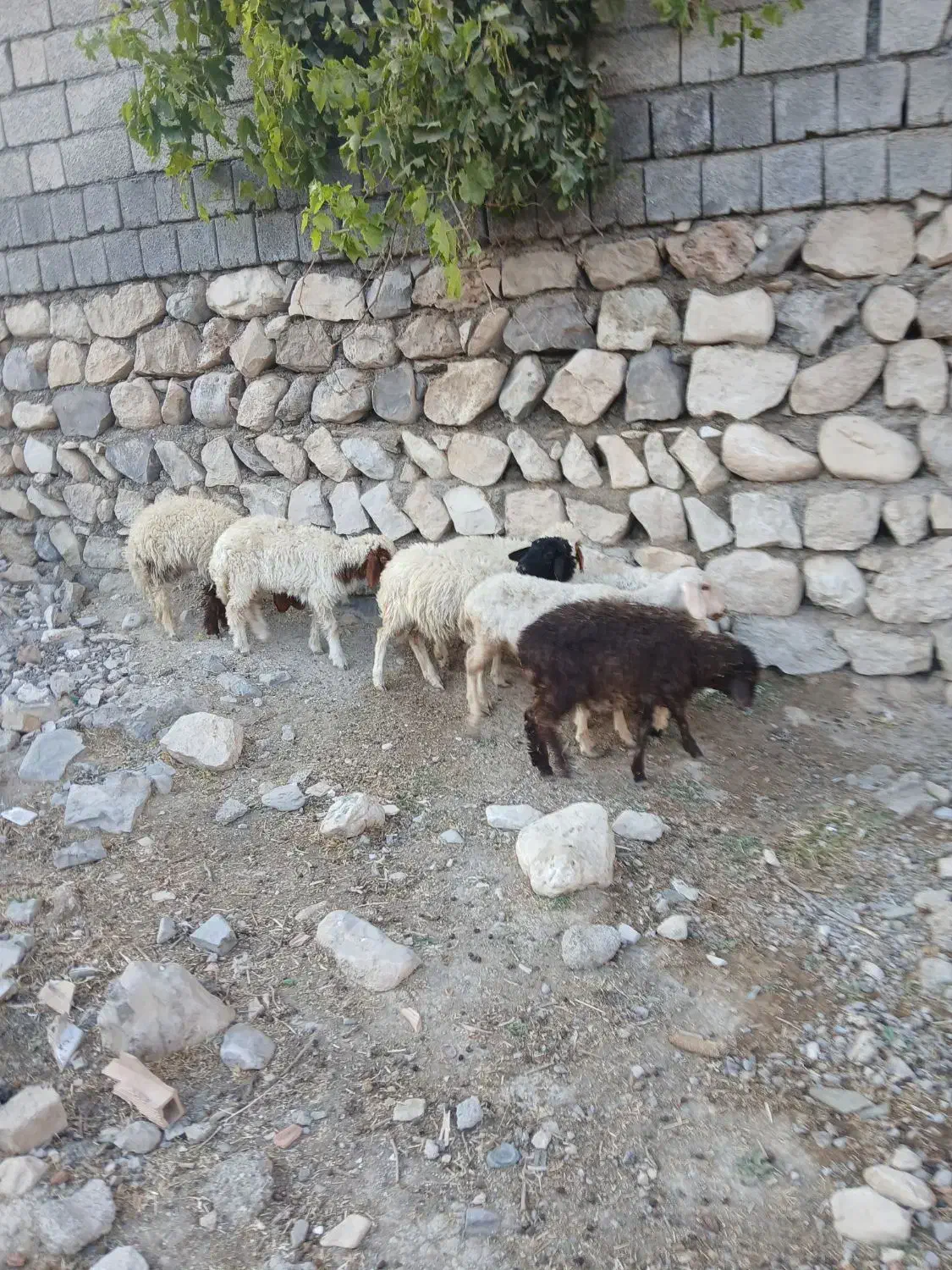 ۷عددبره بفروش میرسد|حیوانات مزرعه|سیوان, |دیوار