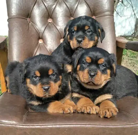 روتوایلر و دوبرمن گریدA با خط خون بالا|سگ|تهران, بریانک|دیوار