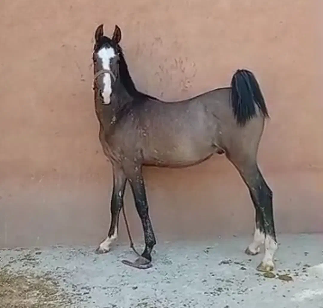 نریان درجه یک کره تهمتن بااصل و نسب|اسب و تجهیزات اسبسواری|تهران, شیراز|دیوار