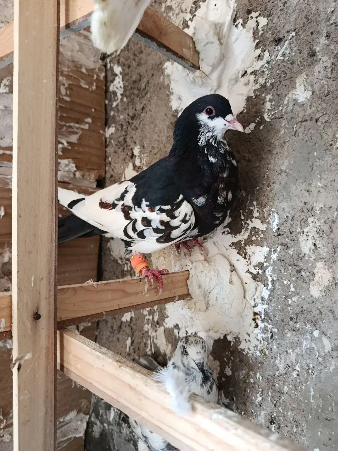 کبوتر رنگی سیاپوش شیرازی|پرنده|قزوین, |دیوار