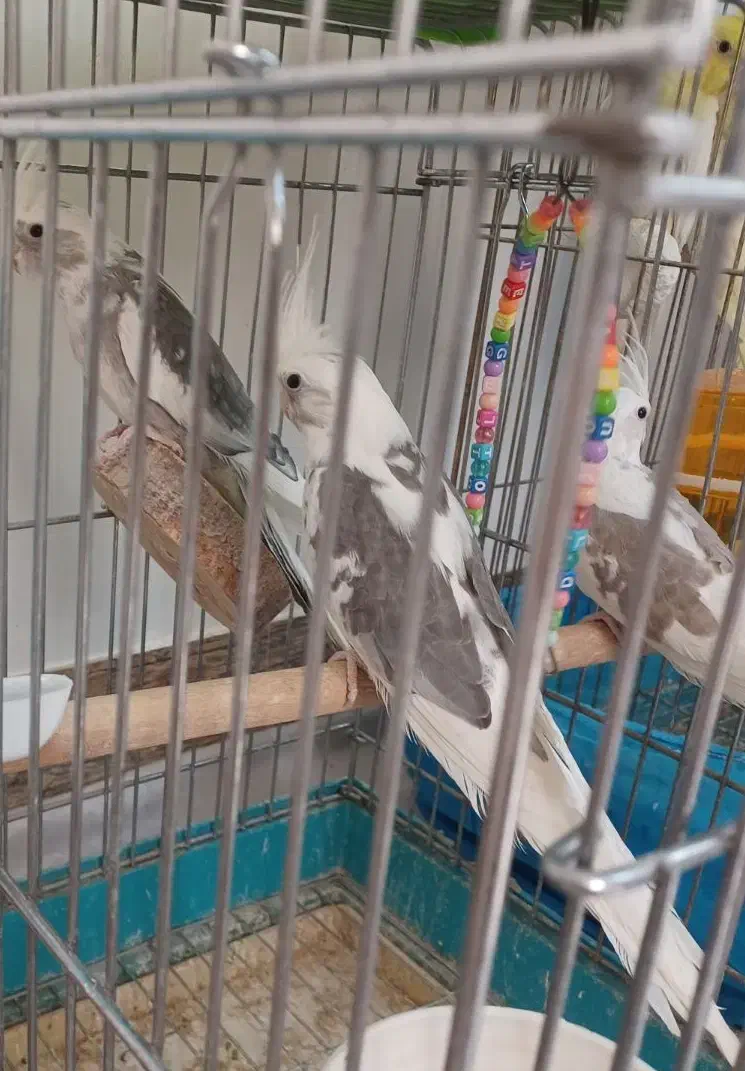 فروش سه عدد جوجه دوکت البینوولتین|پرنده|اسلامآباد غرب, |دیوار