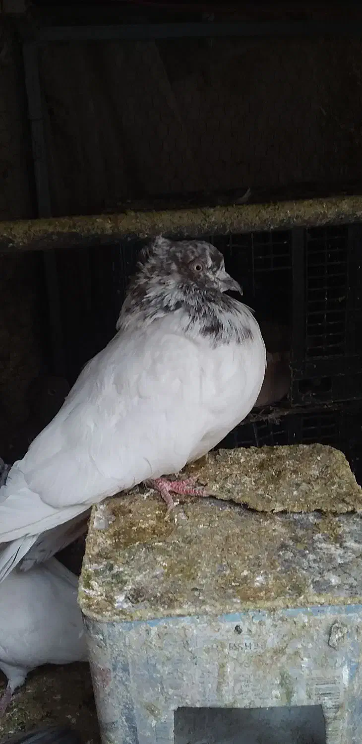 پرشی ، کلدار،کله الماسی، سرخ کاکلی،کبوتر|پرنده|قم, انصار‌الحسین|دیوار