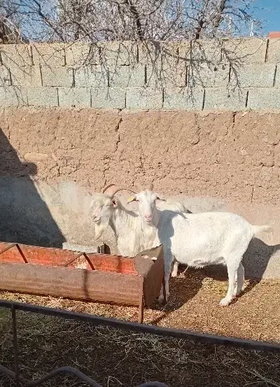 فروش دام|حیوانات مزرعه|باشتین, |دیوار