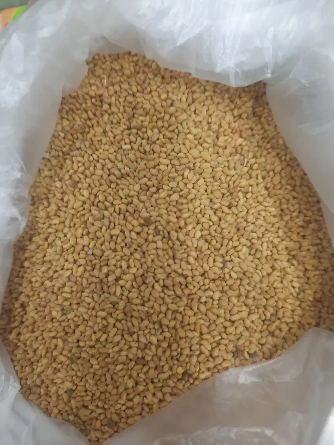 بذر یونجه|گل و گیاه طبیعی|ایلخچی, |دیوار