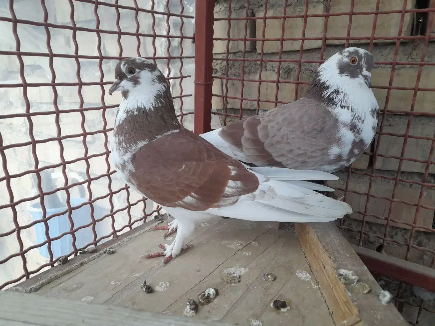 کبوتر|پرنده|آزادشهر, |دیوار