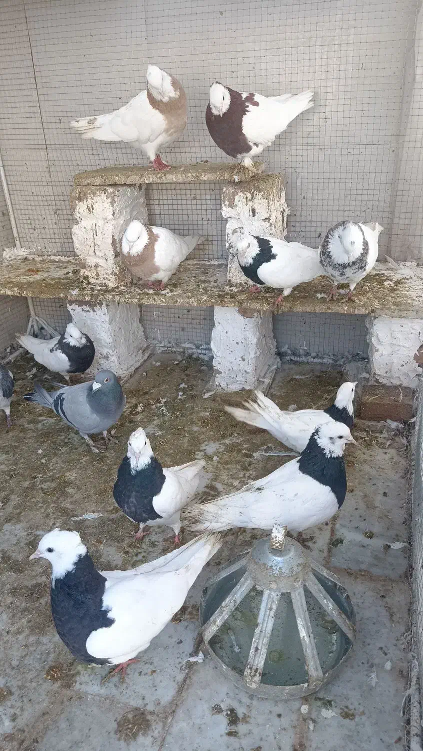 کفتر|پرنده|گناباد, |دیوار