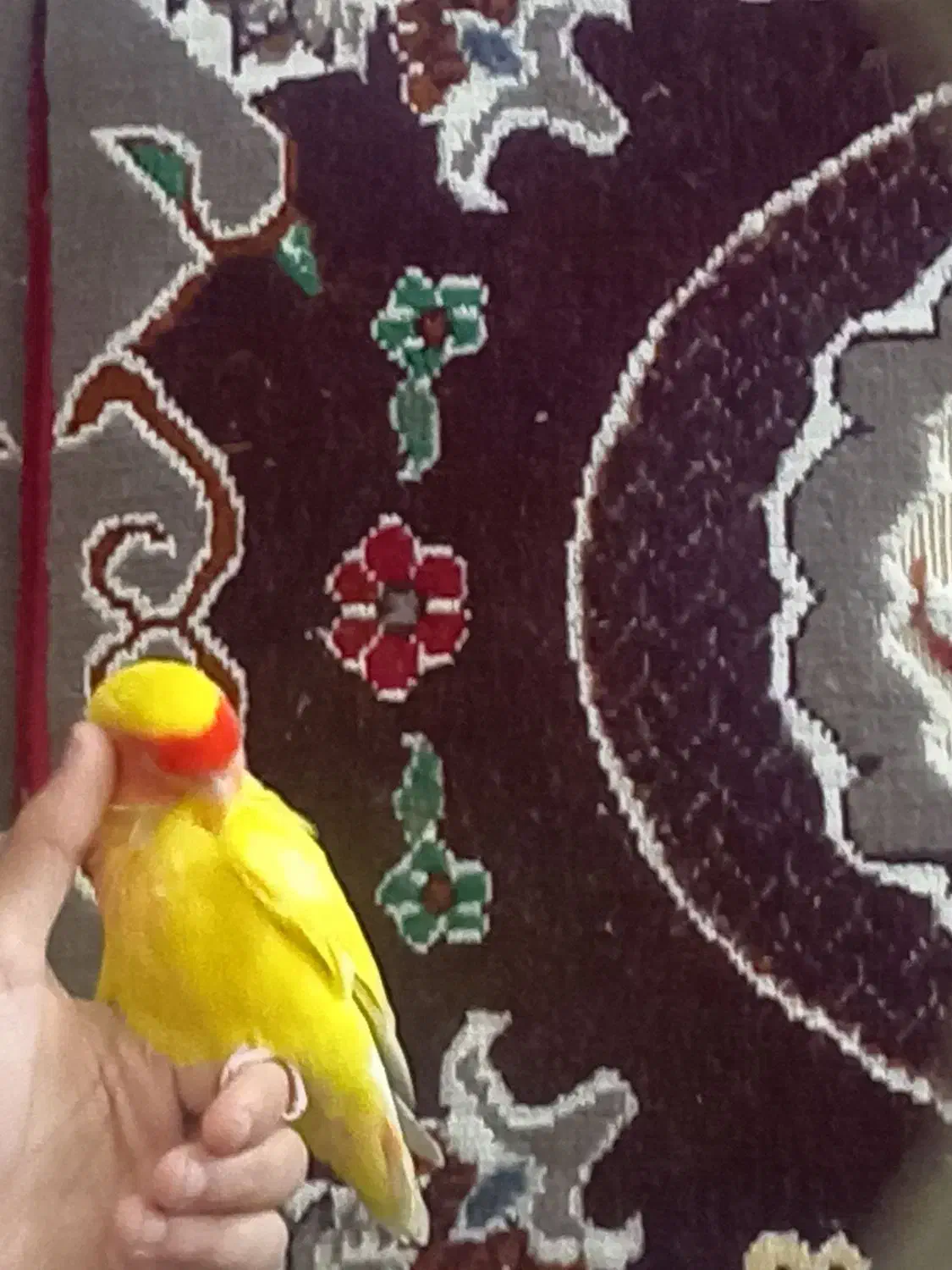 دوعددطوطی کوتوله برزیلی|پرنده|بم, |دیوار