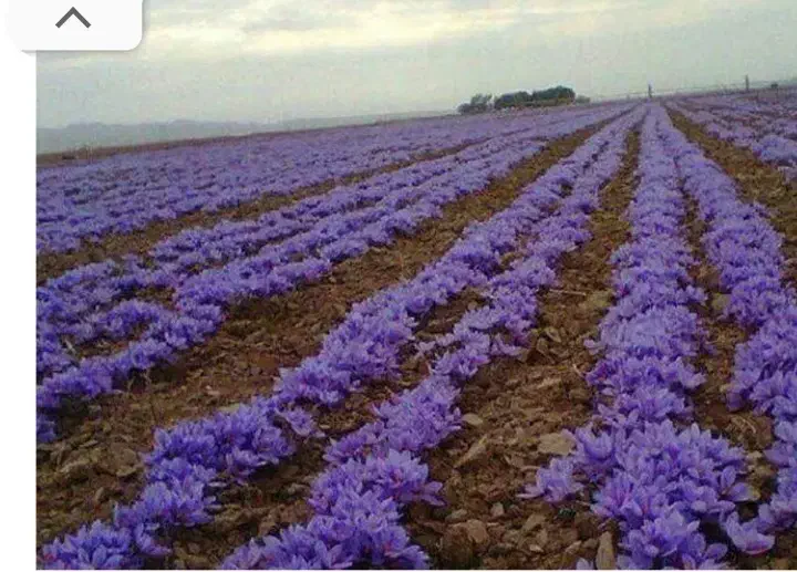 سرویس همراه با ۱۰ نفر کارگر برای جمع کردن زعفران|خدمات حمل و نقل|تربت‌حیدریه, باغ سلطانی|دیوار