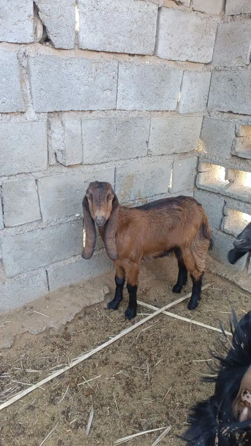 فروش دو عدد کهره نر و ماده|حیوانات مزرعه|رودخانه, |دیوار