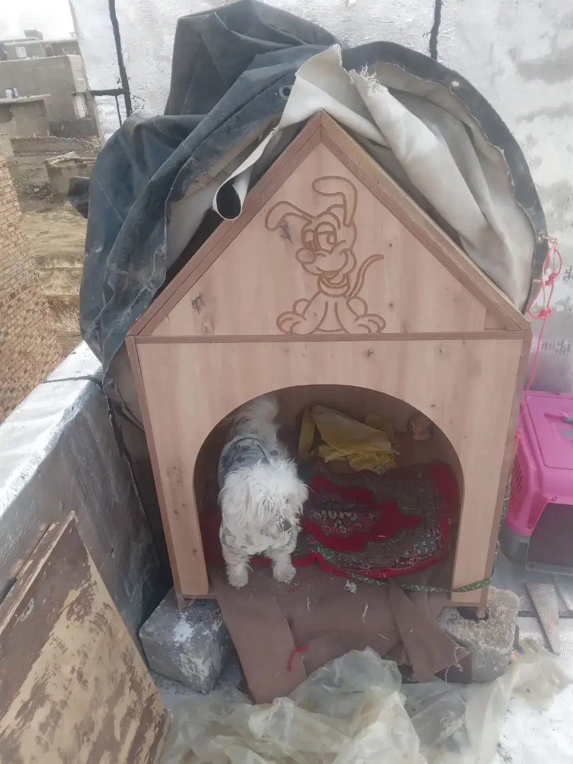 سگ نژاد شیتزو|سگ|سنندج, |دیوار