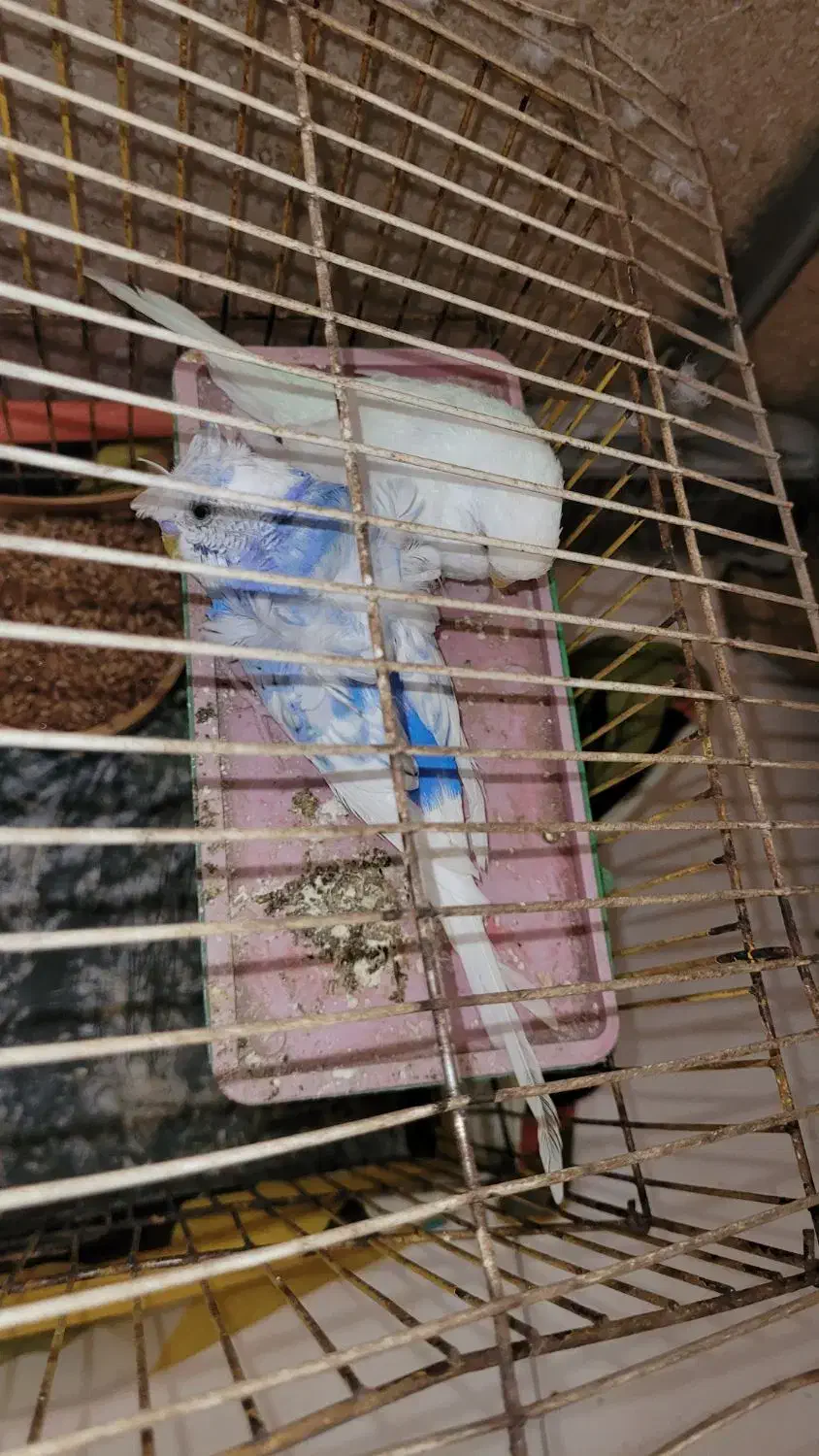 مرغ عشق مولد با جوجه و تخم|پرنده|اهواز, کمپلو جنوبی|دیوار