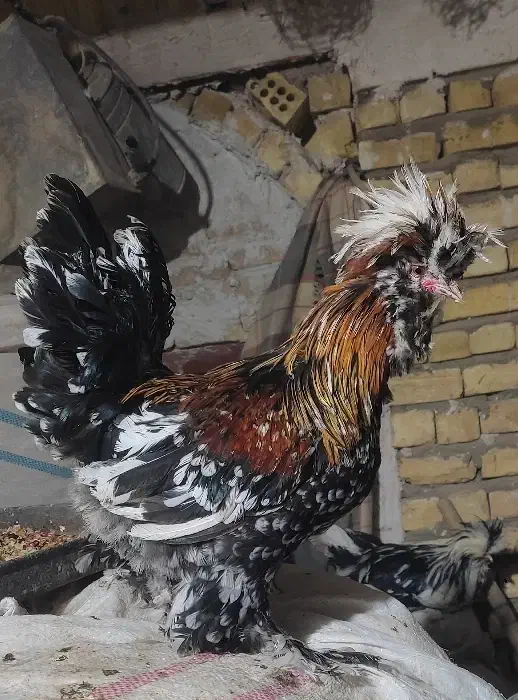 2عدد خروس زینتی یکیش سلطان|پرنده|آران و بیدگل, |دیوار