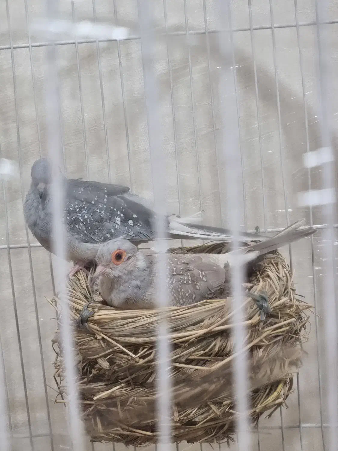 کبوتر زینتی|پرنده|اشنویه, |دیوار