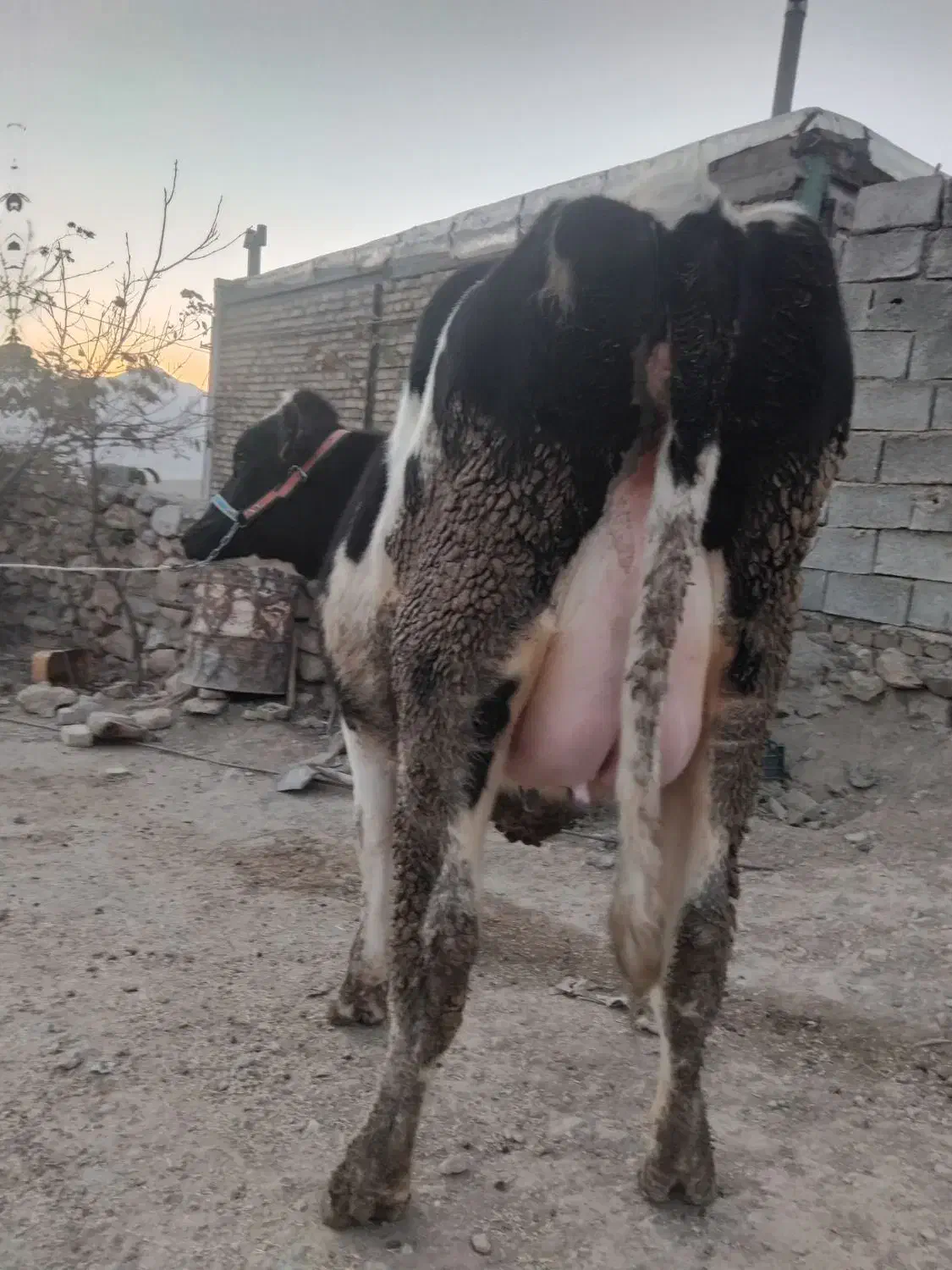 گاو|حیوانات مزرعه|گلپایگان, |دیوار