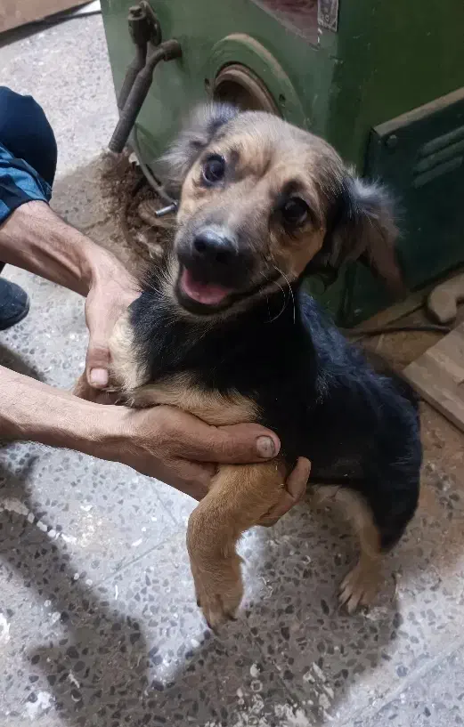 واگذاری ماده اشپیتز|سگ|کرمان, |دیوار