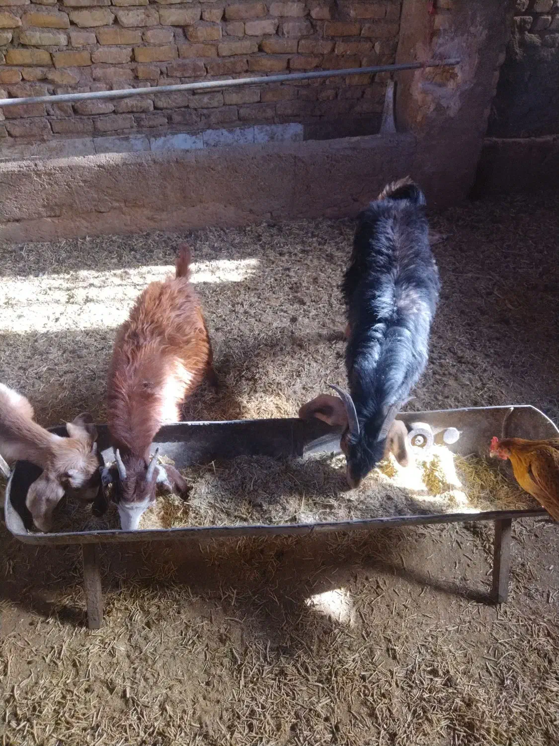 کره ماده چاق|حیوانات مزرعه|یزد, |دیوار