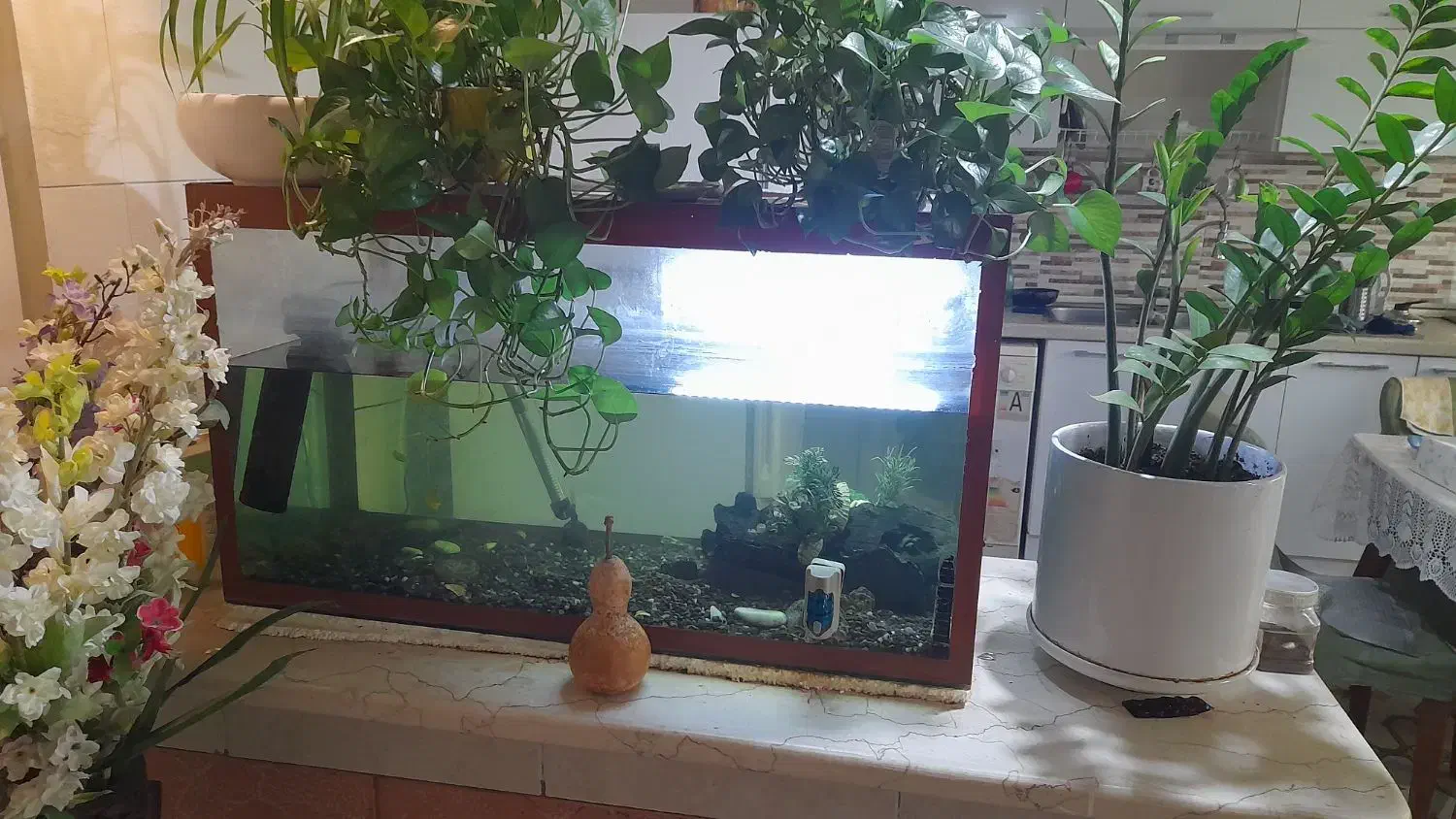 آکواریم  ماهی|ماهی|بندر انزلی, صابرحنان|دیوار