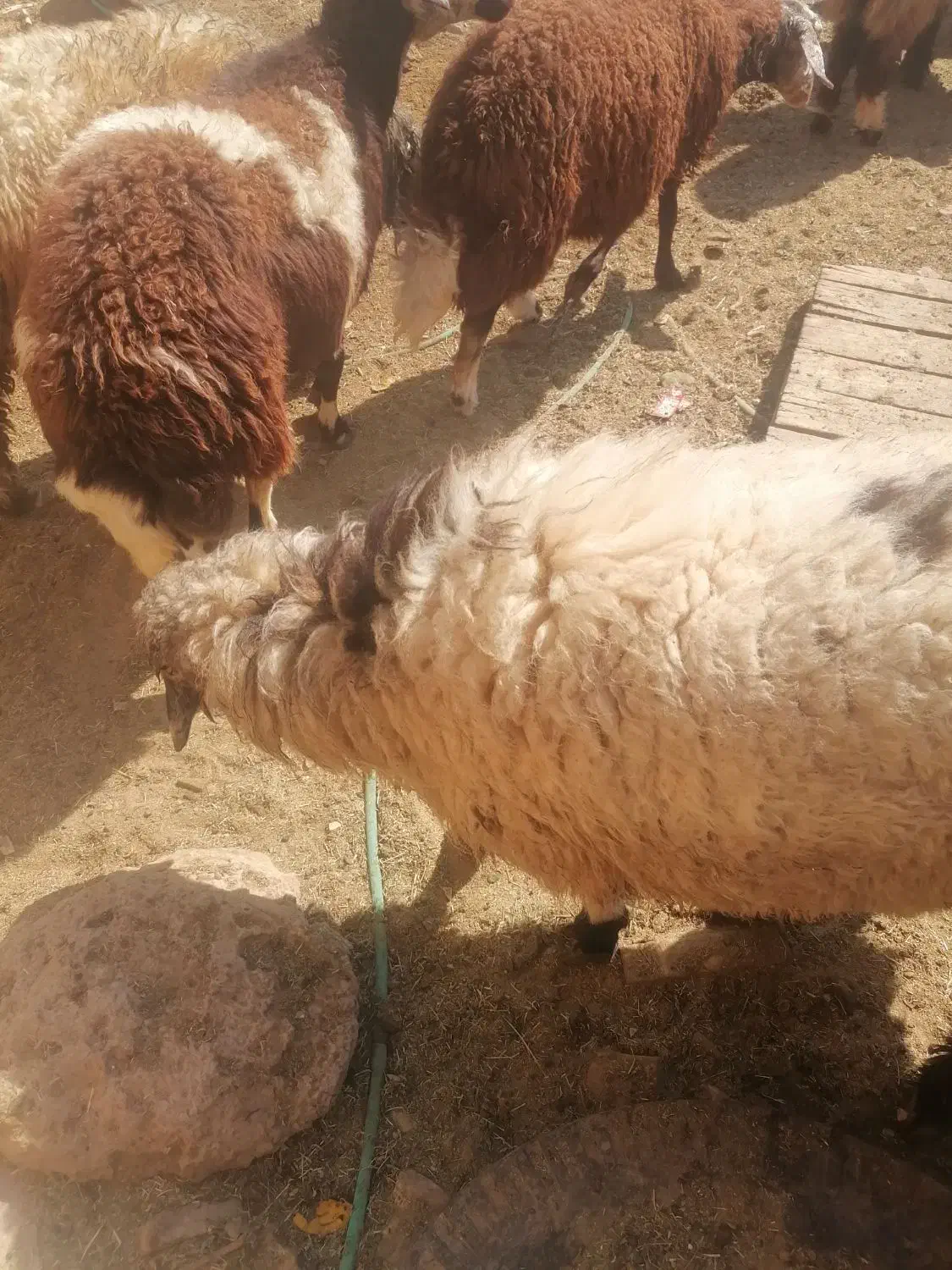بره بومی وگوشت بره|حیوانات مزرعه|میبد, |دیوار