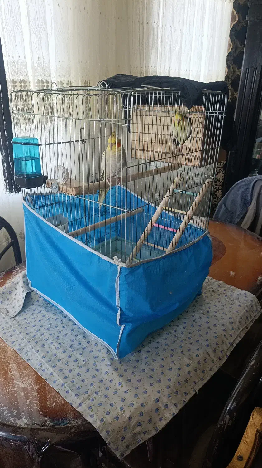 پرنده|پرنده|فردیس, سرحد آباد|دیوار