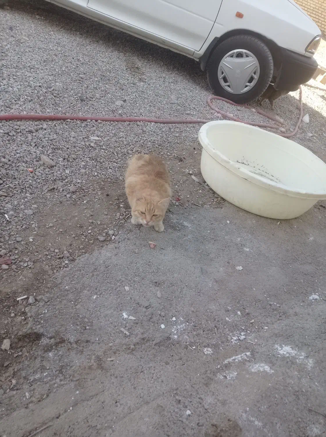 گربه|گربه|شوش, |دیوار