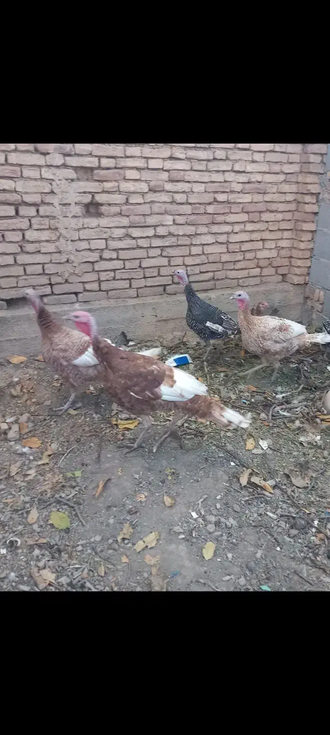 بوقلمون بوربن|حیوانات مزرعه|لاران, |دیوار