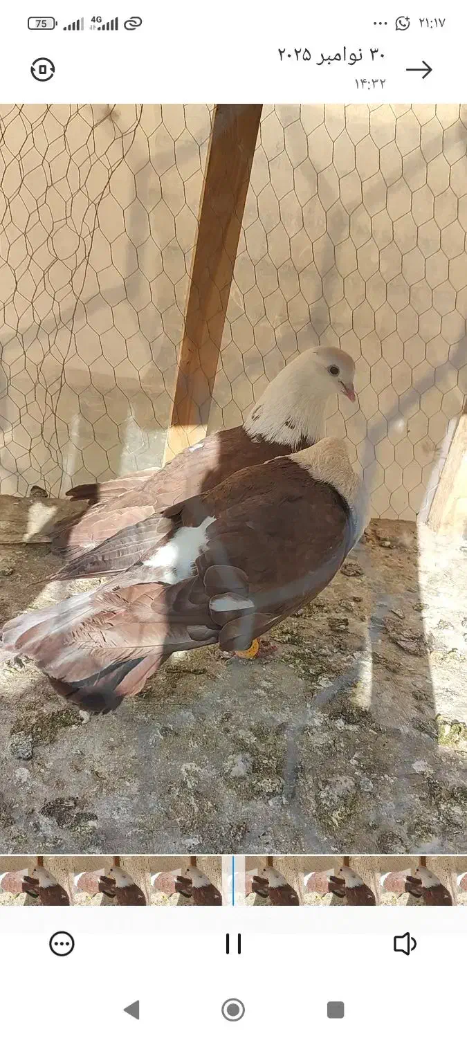 کله سفید نروماده|پرنده|لنجان, |دیوار