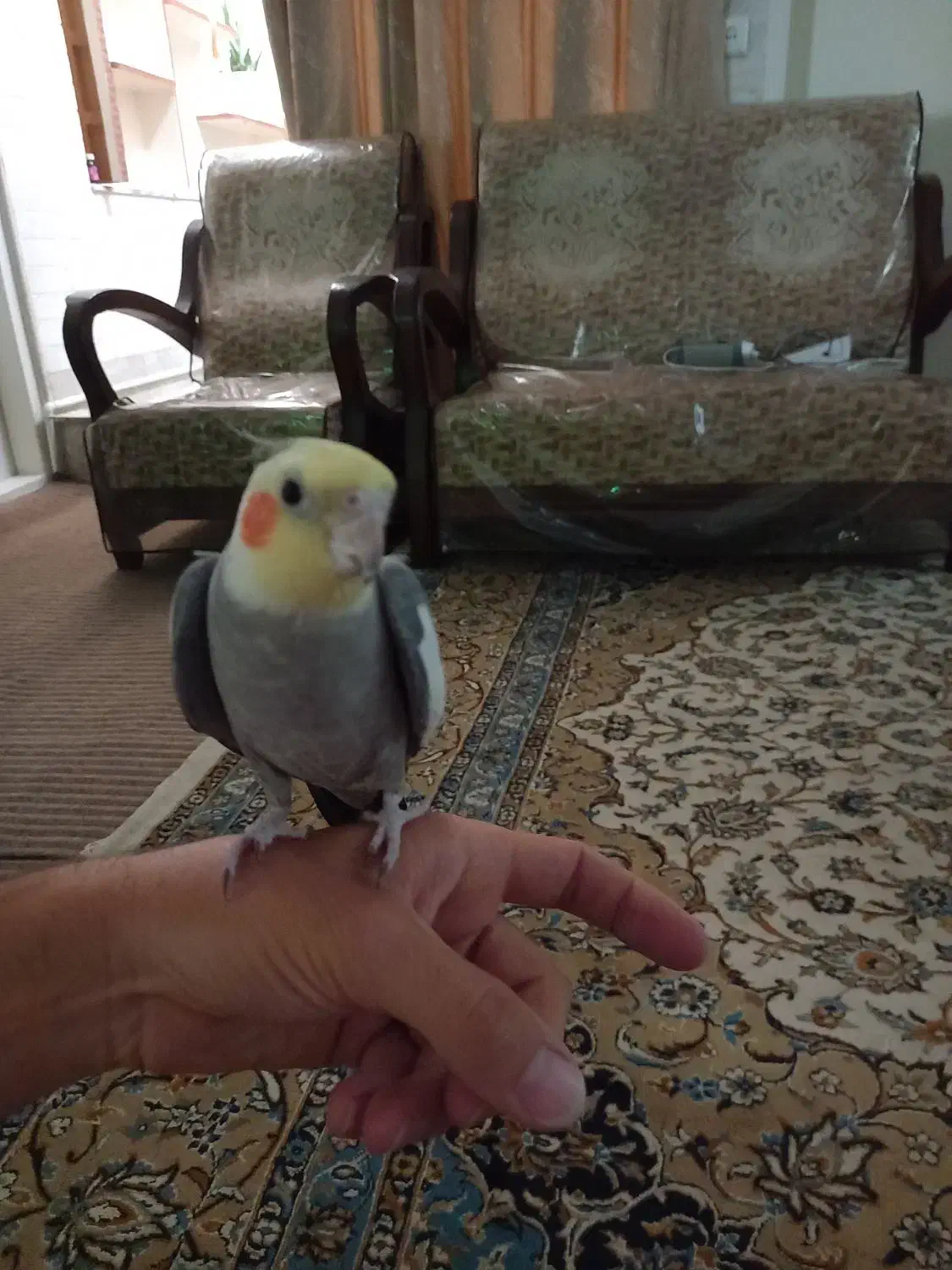 عروس هلندی|پرنده|اصفهان, عطار نیشابوری|دیوار