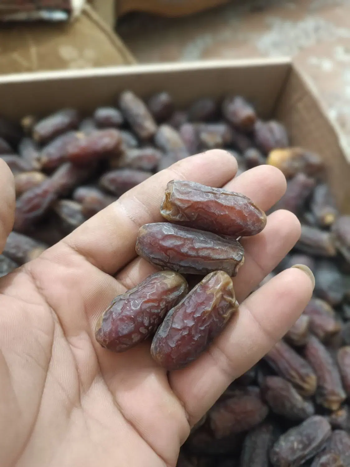 خرمای بیزو|خوردنی و آشامیدنی|تهران, حبیب الله|دیوار