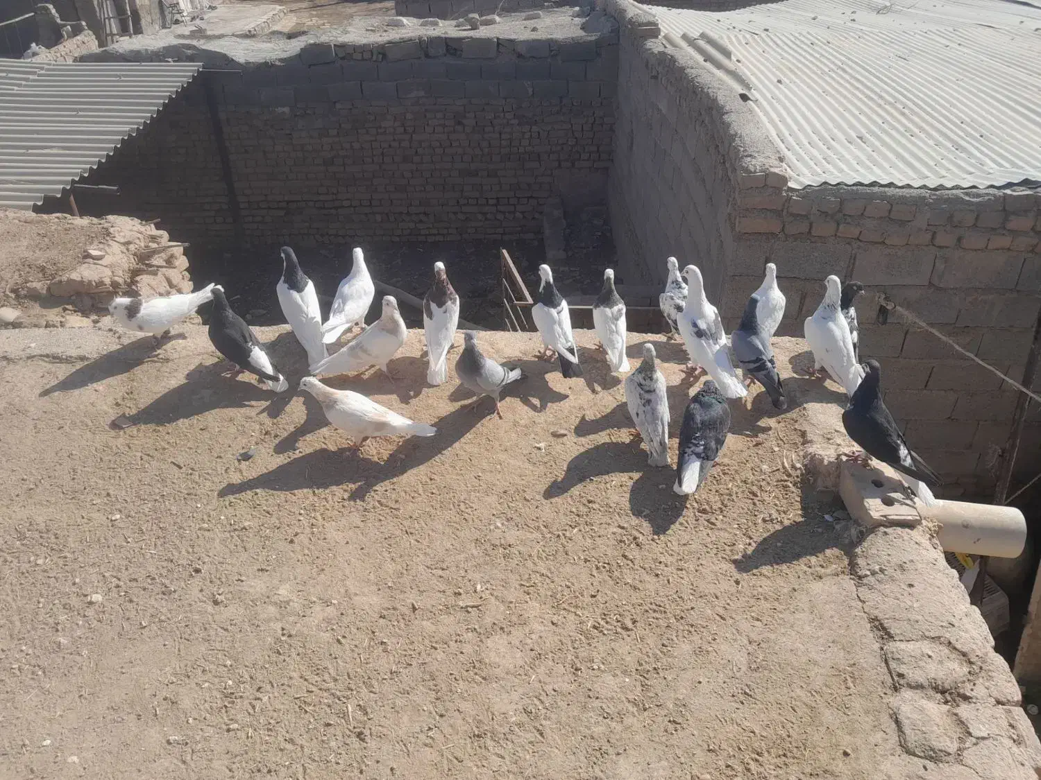 کبوتر جفتگاه و پرشی|پرنده|طاغنکوه, |دیوار