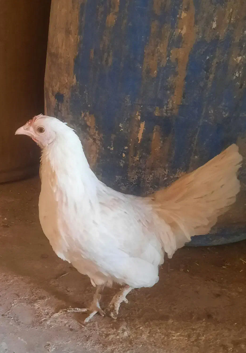 مرغ وخروس فونیکس|حیوانات مزرعه|قم, شهدا|دیوار