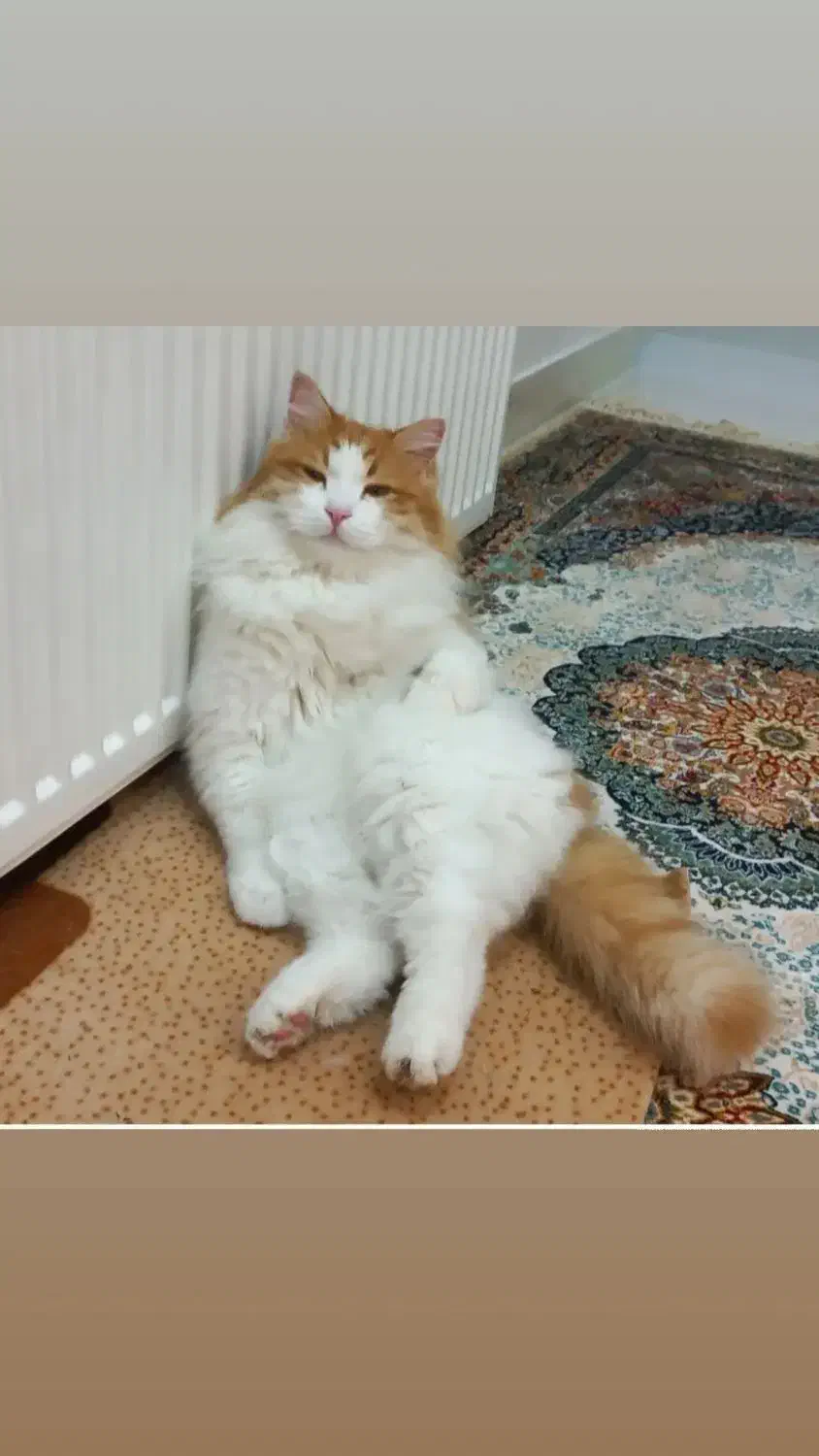 گربه نر عقیم شده و گم شده|حیوانات|املش, |دیوار