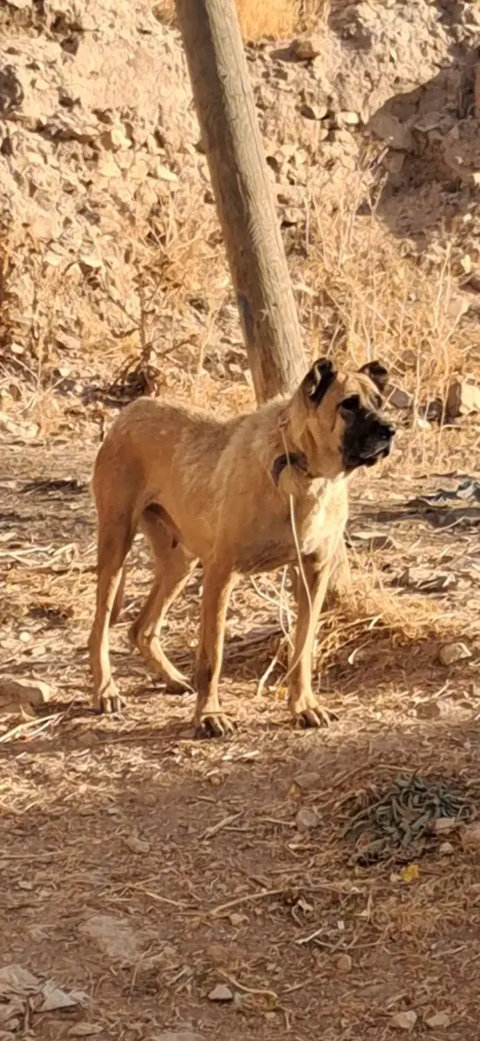 واگذاری سگ ماده سرابی قد ۸۰ سه ساله|سگ|اردبیل, |دیوار