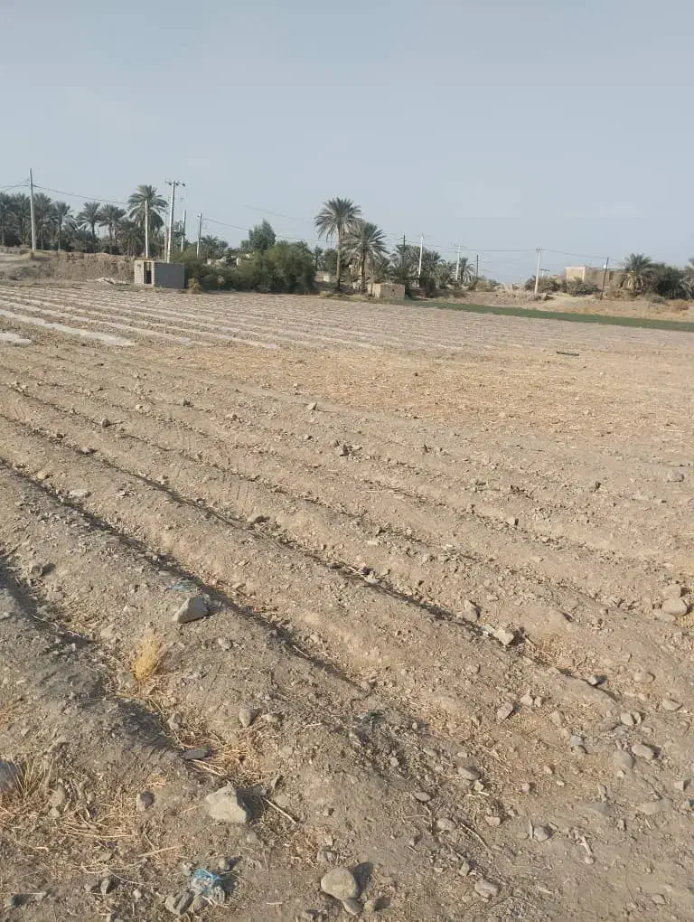 زمین کشاورزی|فروش دفتر صنعتی، کشاورزی، تجاری|جیرفت, |دیوار